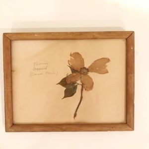 Vintage Framed Pressed Botanical
